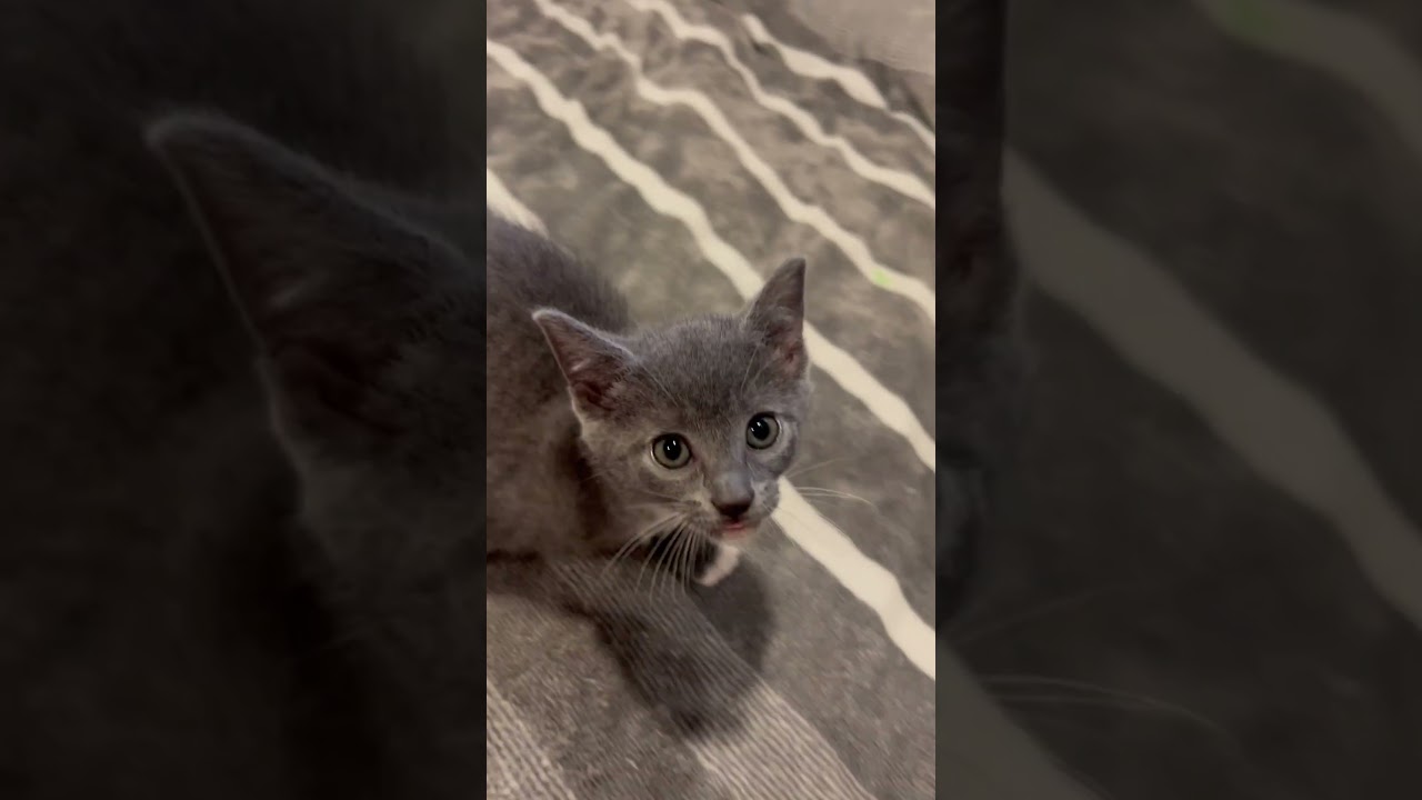 Enlarge Jambalaya, an adopted mixed breed in Hyattsville, MD video 6/6