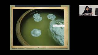 From Medicine to a Staple Food