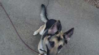 preview picture of video 'Kona the German Shepherd | Redeeming Dogs training | Dallas/Fort Worth dog training'