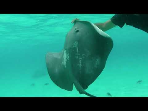 TOP 5 NICO RENGIFO SONGS