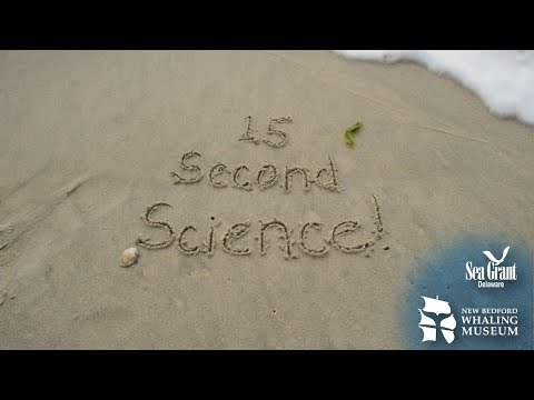 15 Second Science — Whale Tagging
