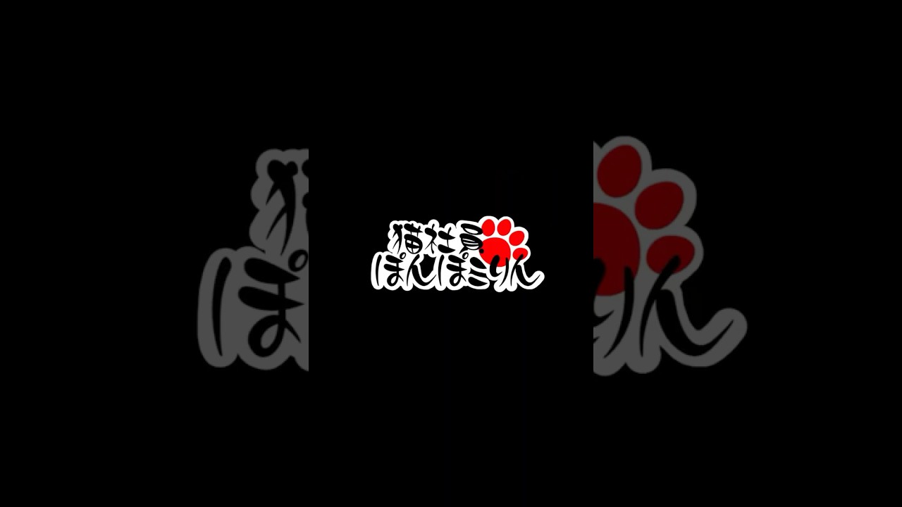 猫社員ぽんぽこりんの曲、作ってみた #cat #猫 #reef株式会社