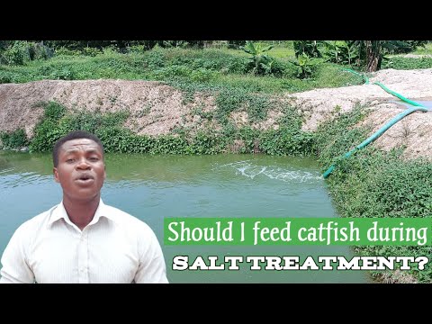 Can I feed my Sick CATFISH while treating them? || Catfish farming in Nigeria