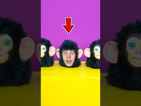 can you guess which monkey is the fake one? 🦧🐵☠️