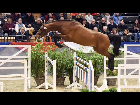 Holsteiner Verbandshengste 2023 | Union City