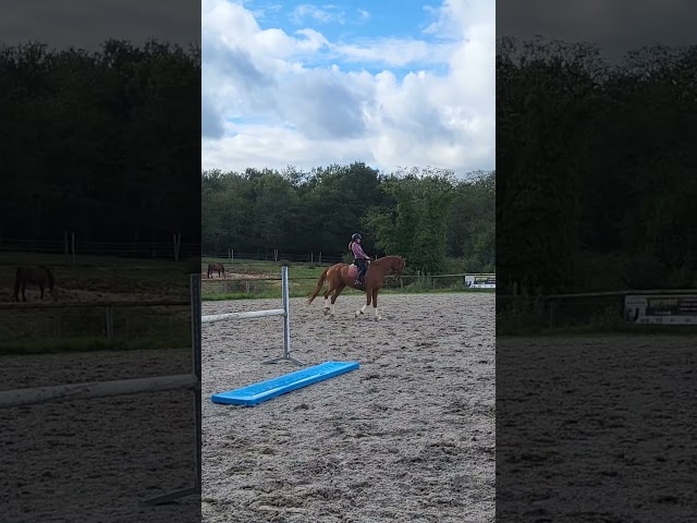 Super hongre 7 ans par Sezuan niveau St Georges