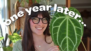 Anthurium Haul Update... ONE YEAR LATER!