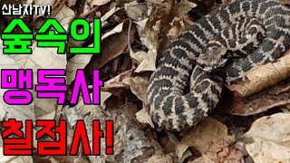 물리면 일곱 걸음 사망? 칠점사 능이버섯 송이버섯 산행시 항상 주의 뱀조심 산남자 고산 자연 건강 항암 Gl…