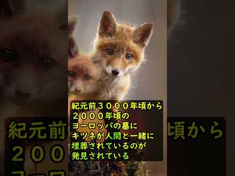 キツネに関する楽しい事実
