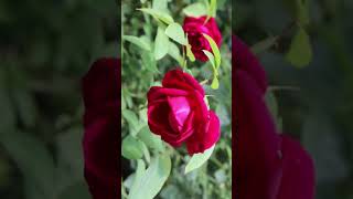 Download lagu サーエドワードエルガー　Sir Edward Elgar 薔薇　#shorts mp3