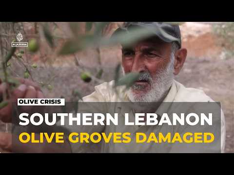Aftermath in southern Lebanon: Israeli actions damage 22% of agriculture land