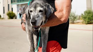 19-Year-Old Lab Is Rescued From The Shelter | The Dodo Foster Diaires by The Dodo