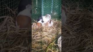 Chuột lang đẻ bao lâu thì ăn cỏ được