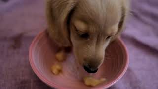 ダックスフンド　天使　子犬　きな粉餅がただの餅になる大事件　女子