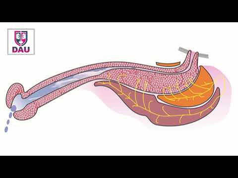 Why should the bulbospongiosus be spared during urethroplasty?