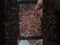 கொத்தமல்லி செடி வளர்ப்பு முறை How To Grow Corian