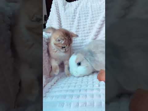 fanivideo #cout #cat #yarl #shortvideo for yo