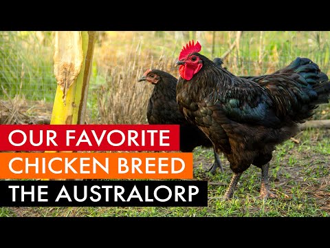 Australorp — nase oblubene plemeno