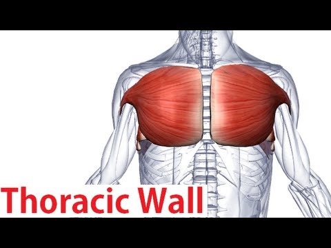 Muscles of the Thoracic Wall - Chest Muscles Anatomy