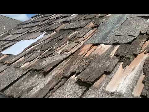 Utilizing an Alternative Method to Evict a Raccoon in Brielle, NJ