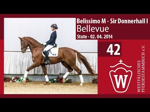 42 Bellevue Stute v. Belissimo M - Sir Donnerhall I