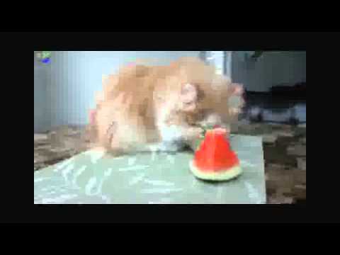 Talking Kitty Cat 8 - Catnip addiction HELP!