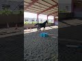 Trotteur fran&ccedil;ais &agrave; vendre