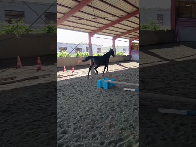Trotteur fran&ccedil;ais &agrave; vendre