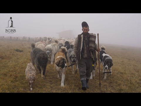The departure of the sheep from the mountains - Marinel Ciobănașu' | How to sleep correctly in CO...