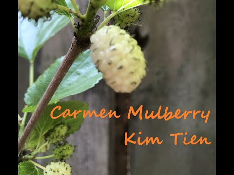 White Beauty, Sweet Lavender, Carmen Mulberry Harvest PNW Gardening