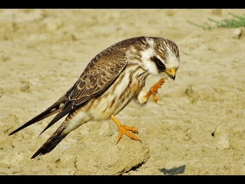Juvenile Red-footed Falcon Falco vespertinus at Kouklia dam, Cyprus