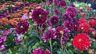 ANKARA’nın📢 EN ÜNLÜ ÇİÇEK PAZARINDA ÇİÇEK FİYATLARI 🌺🪴🌷