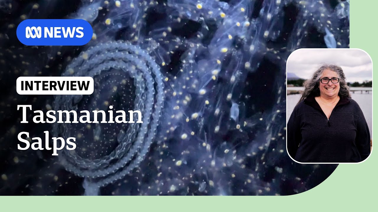 Jelly-like creatures appear in south-eastern Tasmania en masse | ABC News