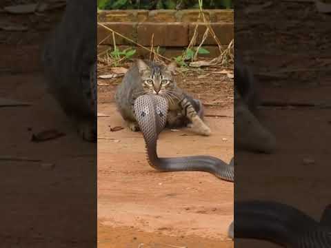 Cobra Struck Down by Cat