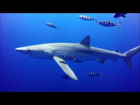 Blue Shark diving - Pico Island, Azores. July 2017