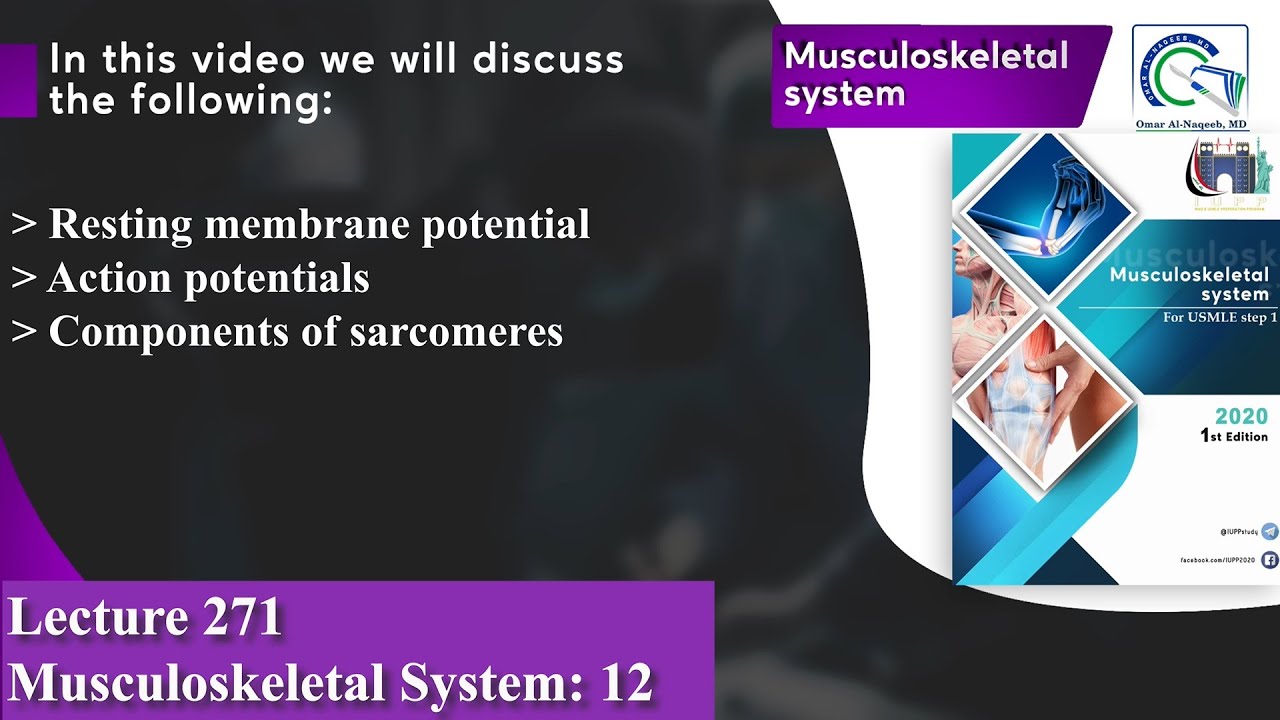 Resting membrane potential | Refractory periods | Components of sarcomeres