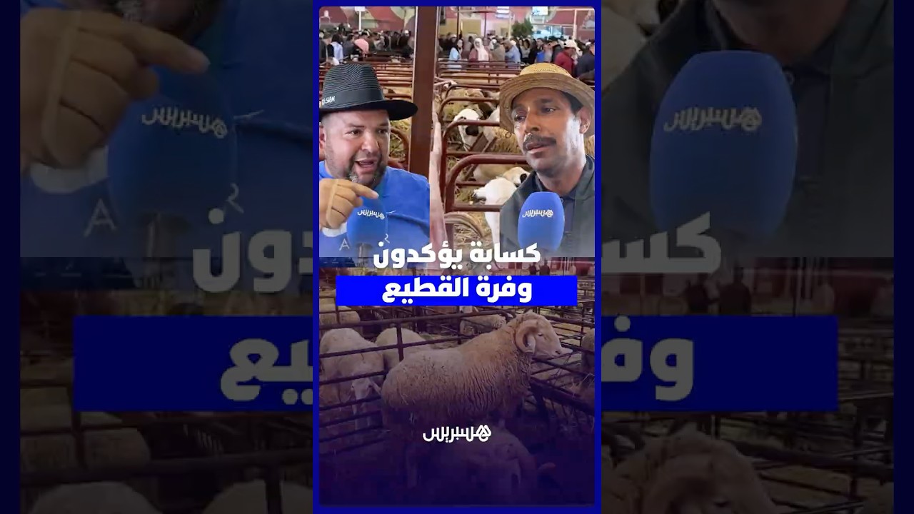 كسابة يؤكدون وفرة القطيع المخصص لعيد الأضحى ويرفضون التهجّم على الشنّاقة thumbnail