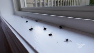 Dealing with CLUSTER FLIES at the cottage | Cottage Q&A