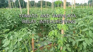 TOMATO AND AMPALAYA RELAY INTERCROPPING