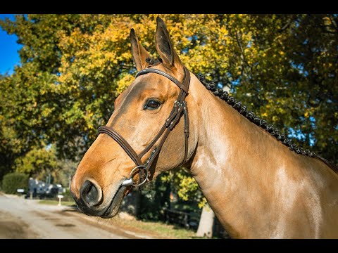 Elma du Mont Con air x Diamant de Semilly