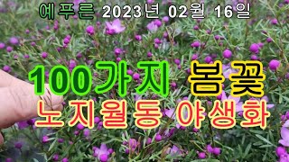 예푸른 100가지 봄꽃 노지월동 택배주문