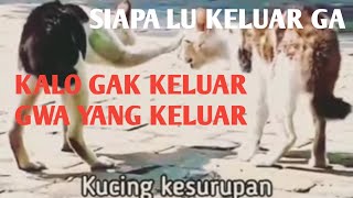 Download lagu kucing kesurupan lucu mp3