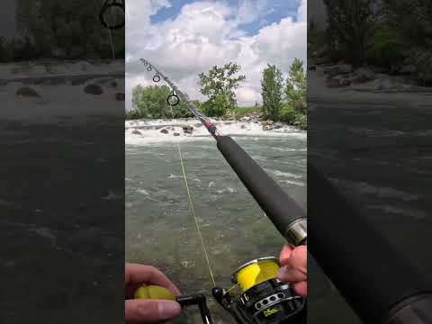 Siluro a Spinning con la piena in Cascata   #pesca #spinning #catfish.#fishing