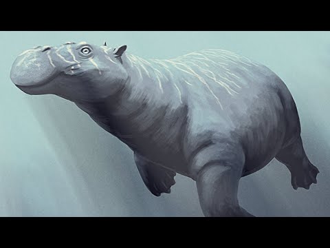 Plethodontohyla notostictaについて詳しく解説