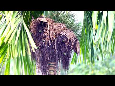 Ruk Ropana Dawase රුක් රෝපණ දවසේ -  Nihal Nelson Premakeerthi De Alwis