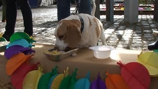 Kareltje's Hondenbuffet - Langstraat TV