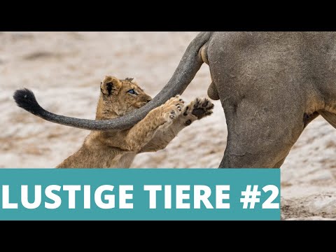 LUSTIGE TIERE - Lustige Videos zum Totlachen #2