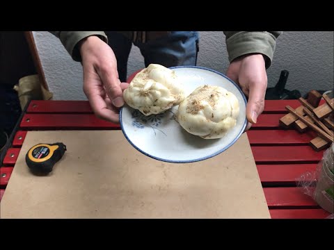 トキユリ、パイナップルユリ 植物