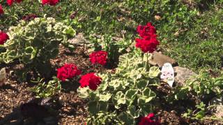 Neury Luciano - Niña Luna (Audio)