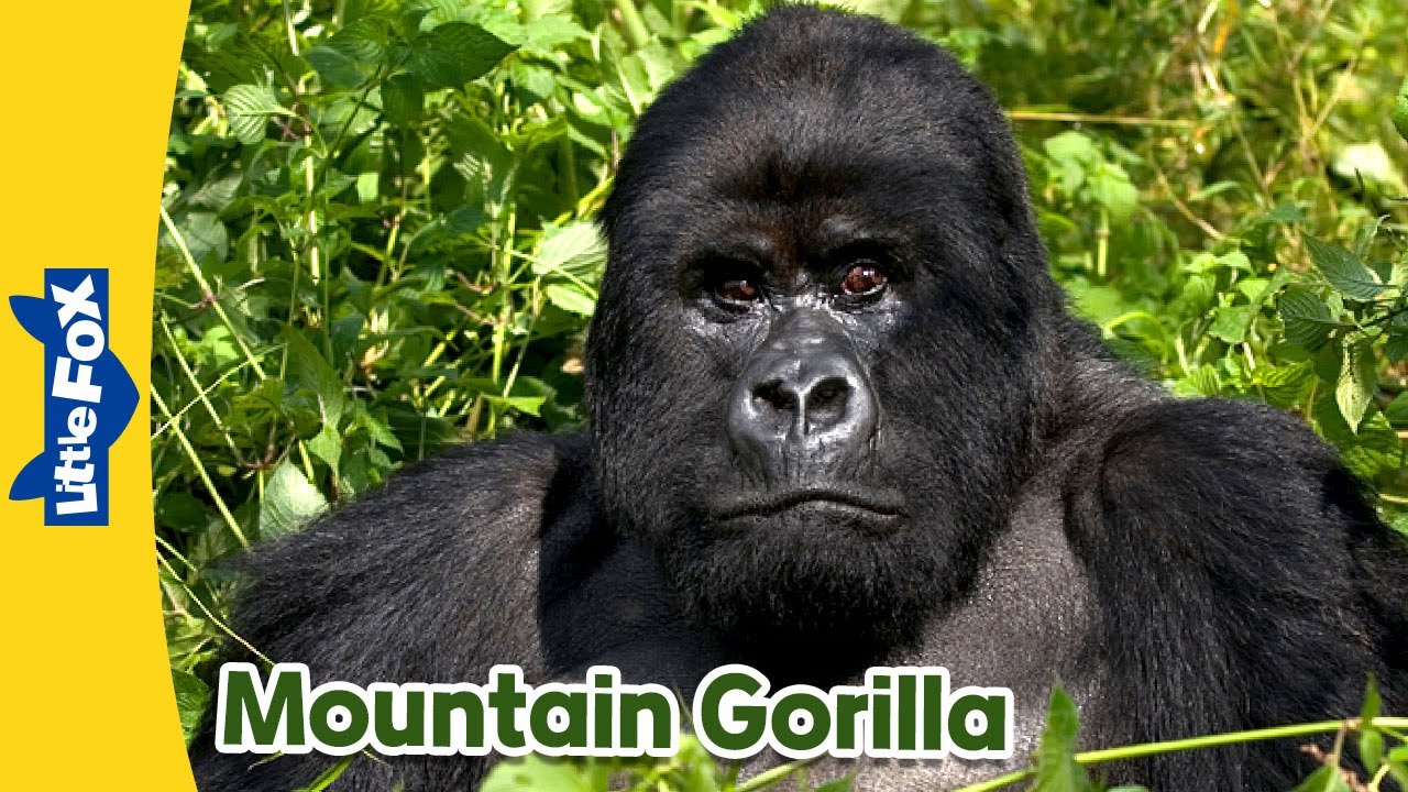 Meet the Animals  | Mountain Gorilla | Wild Animals | Little Fox | Stories for Kindergarten
